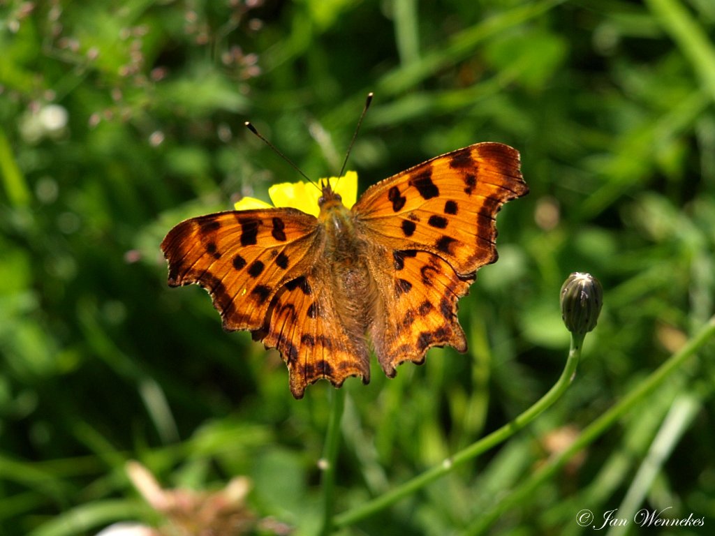 Gehakkelde aurelia, Polygonia c-album.JPG